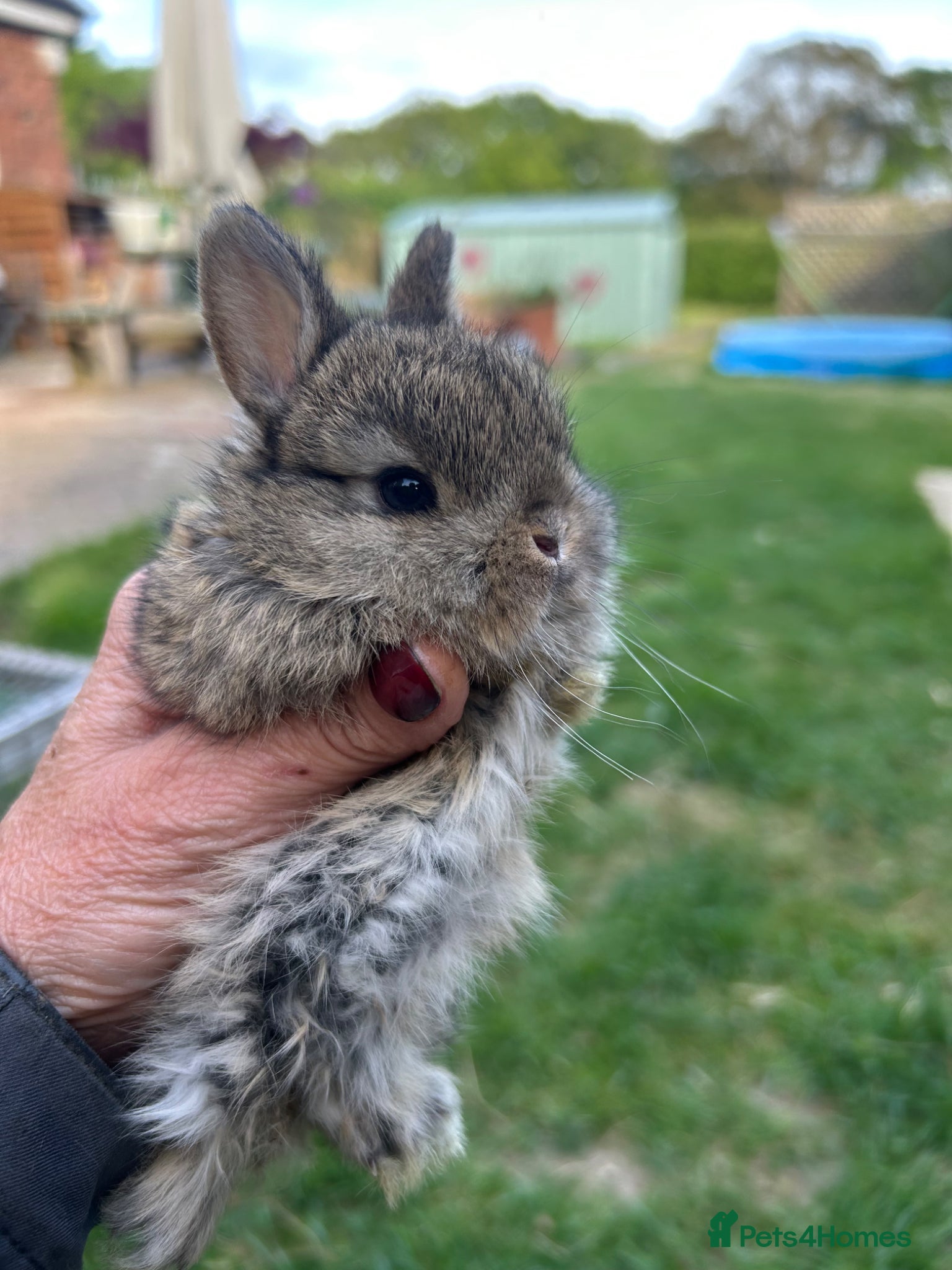 Mini Lop rabbits for sale: Stunning pure mini lop & Mini Rex X ML   - Advert 18