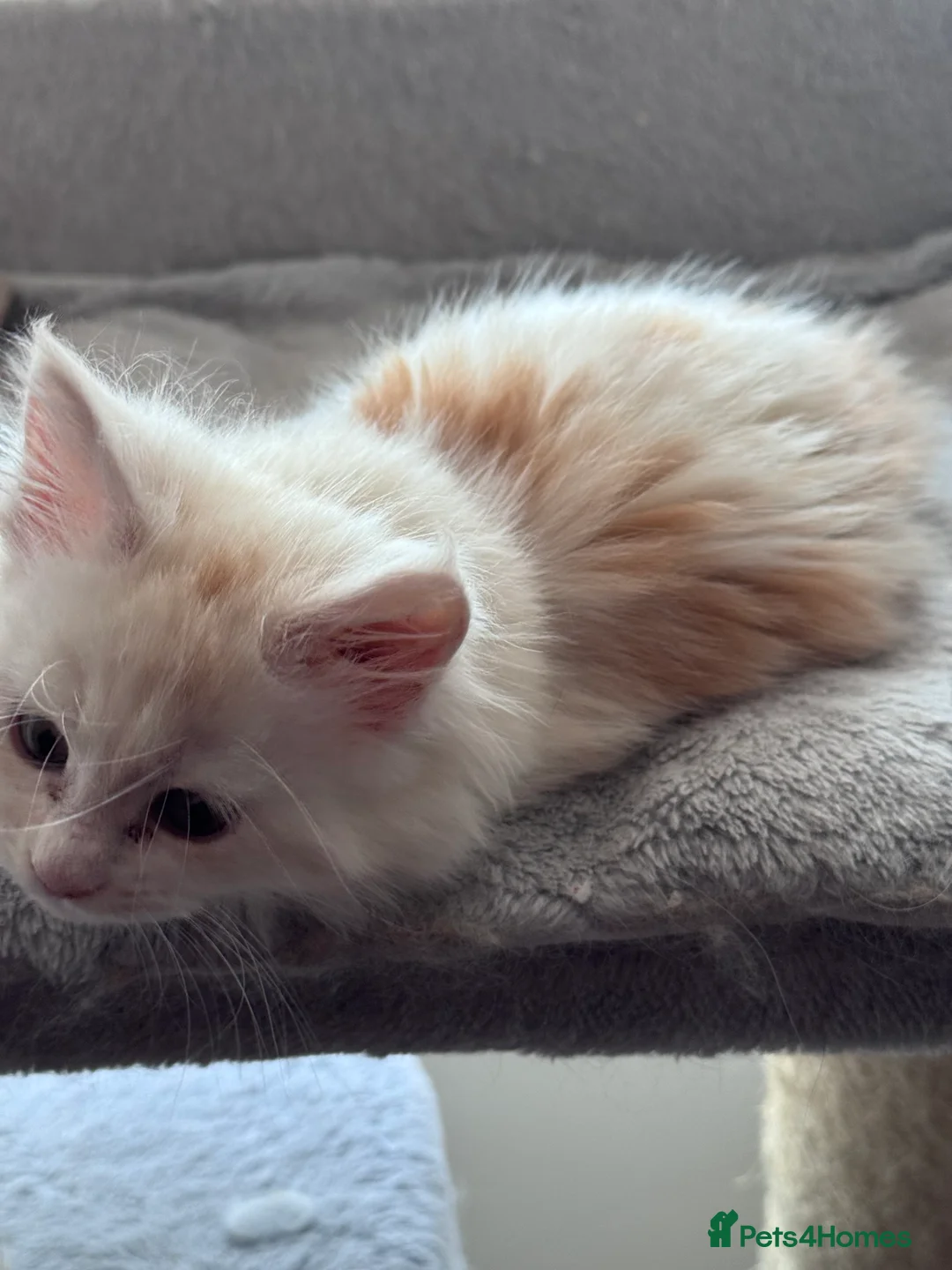 Maine Coon cats for sale: Maine Coon Kittens From the Grand Champion Line - Advert 4