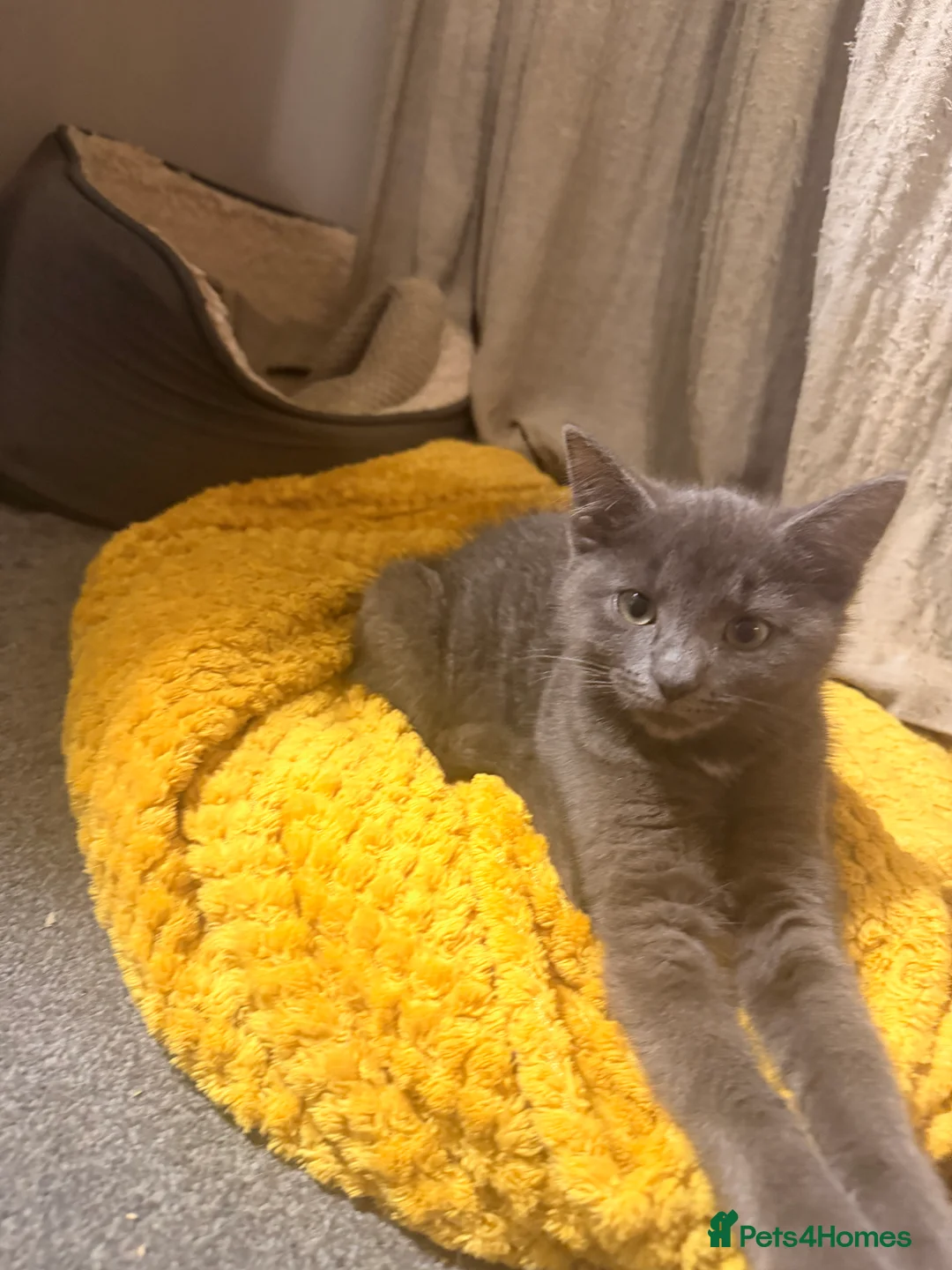 Mixed Breed cats for sale: Kittens - Advert 12