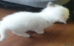 Ragdoll cats for sale: GCCF Chocolate Point with White Bi-color kittensur - Image 18