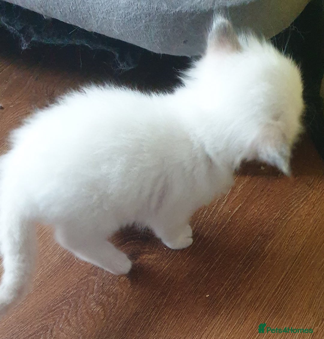Ragdoll cats for sale: GCCF Chocolate Point with White Bi-color kittensur - Image 18