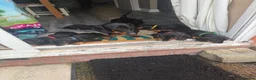 Dachshund dogs for sale: Black & Tan Standard Smooth Dachshund Puppies - Advert 11