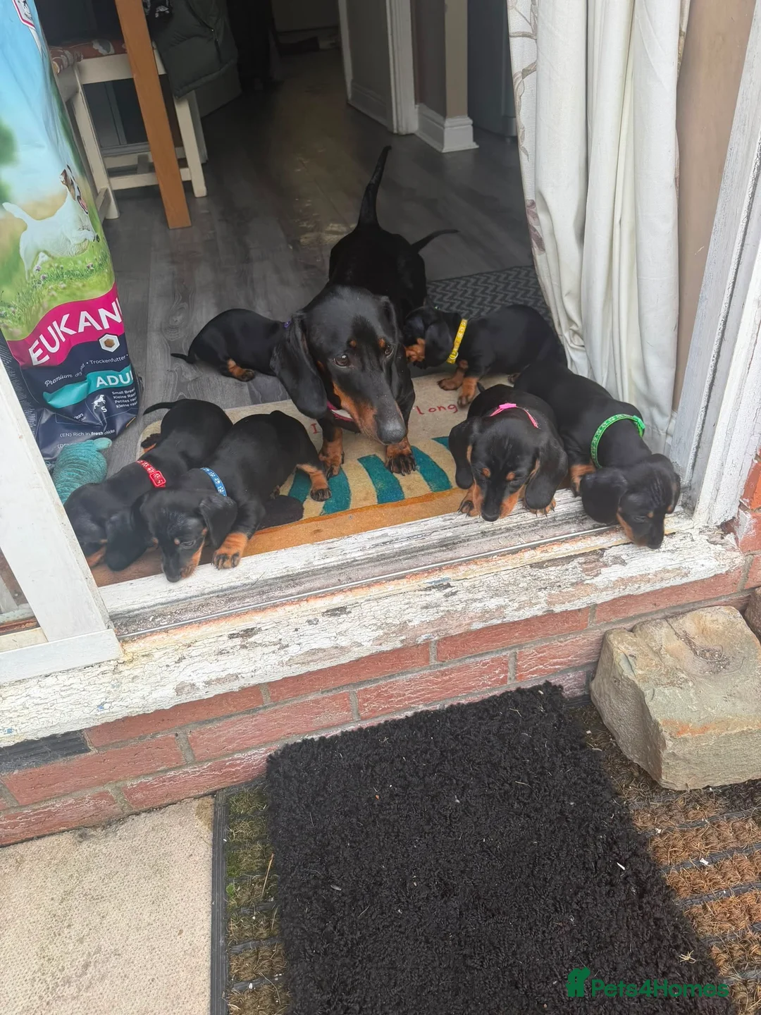 Dachshund dogs for sale: Black & Tan Standard Smooth Dachshund Puppies - Advert 11