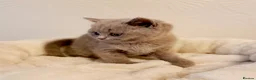 British Shorthair cats for sale: Beautiful British Shorthair Males & Females - Advert 7