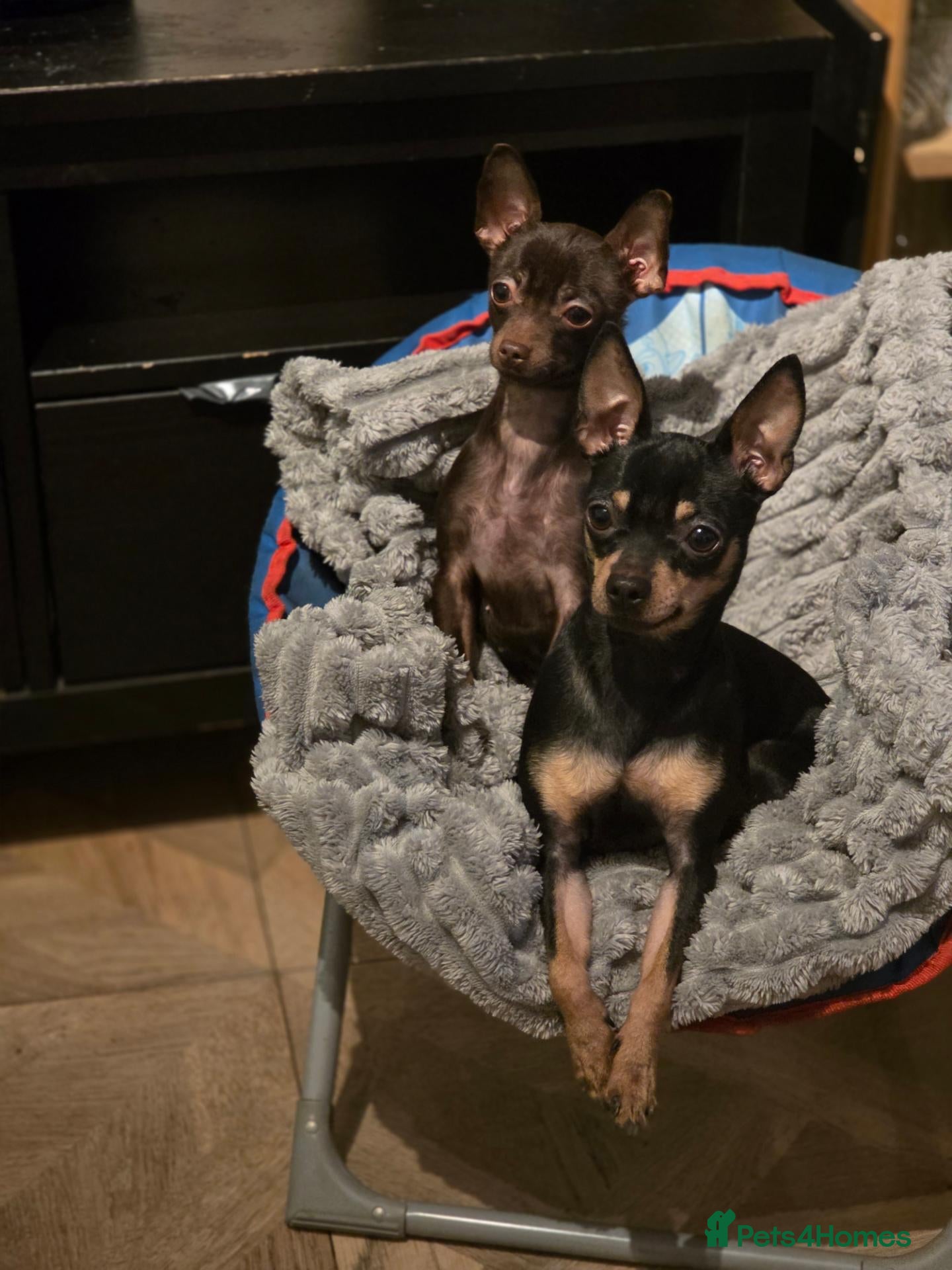 Russian Toy Terrier dogs Russian toy  - Advert 1