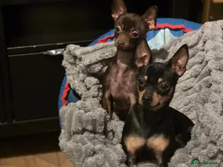 Russian Toy Terrier dogs Russian toy - Advert 7