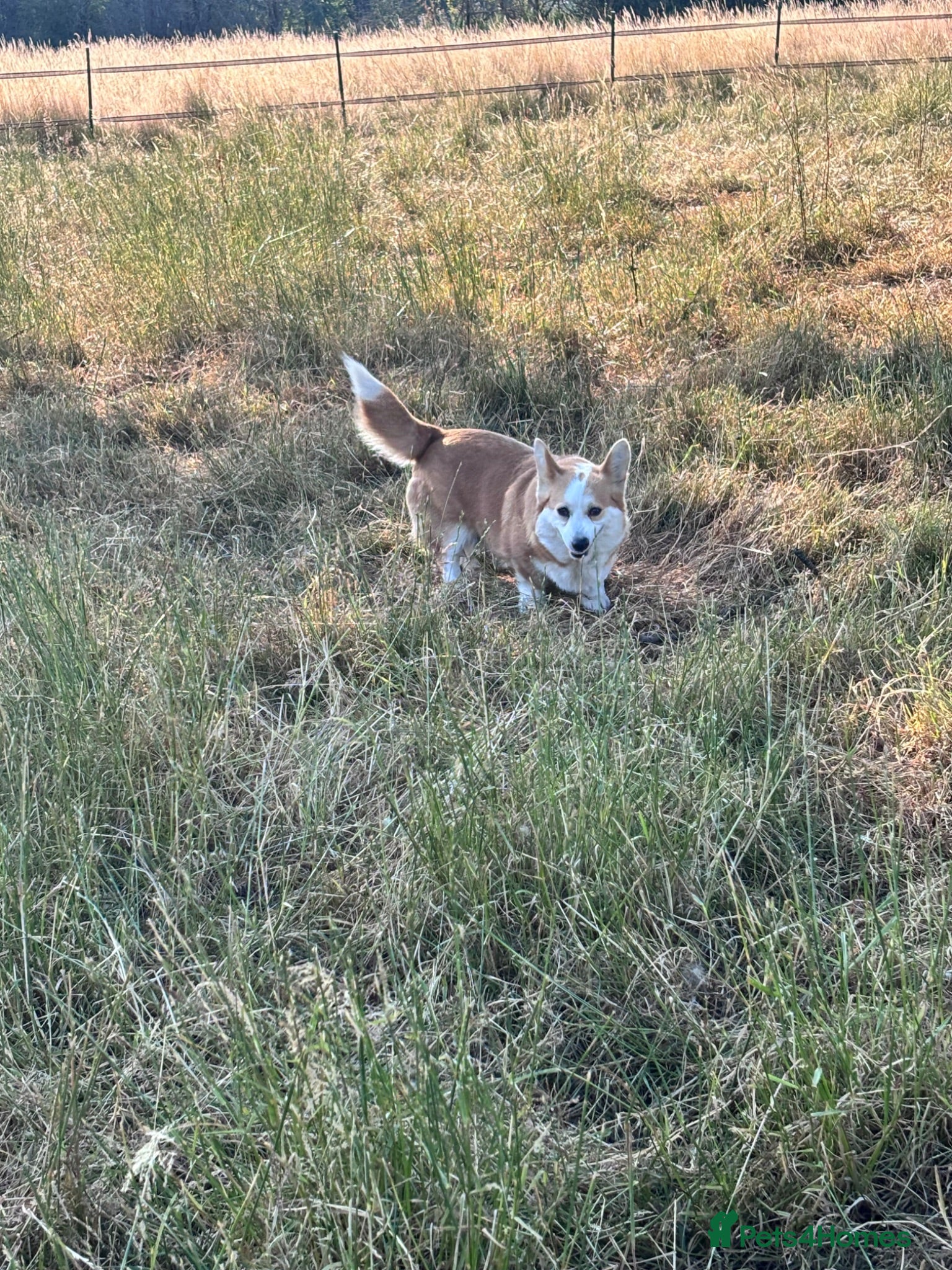 Welsh Corgi Pembroke dogs KC registered corgi puppy - Advert 1