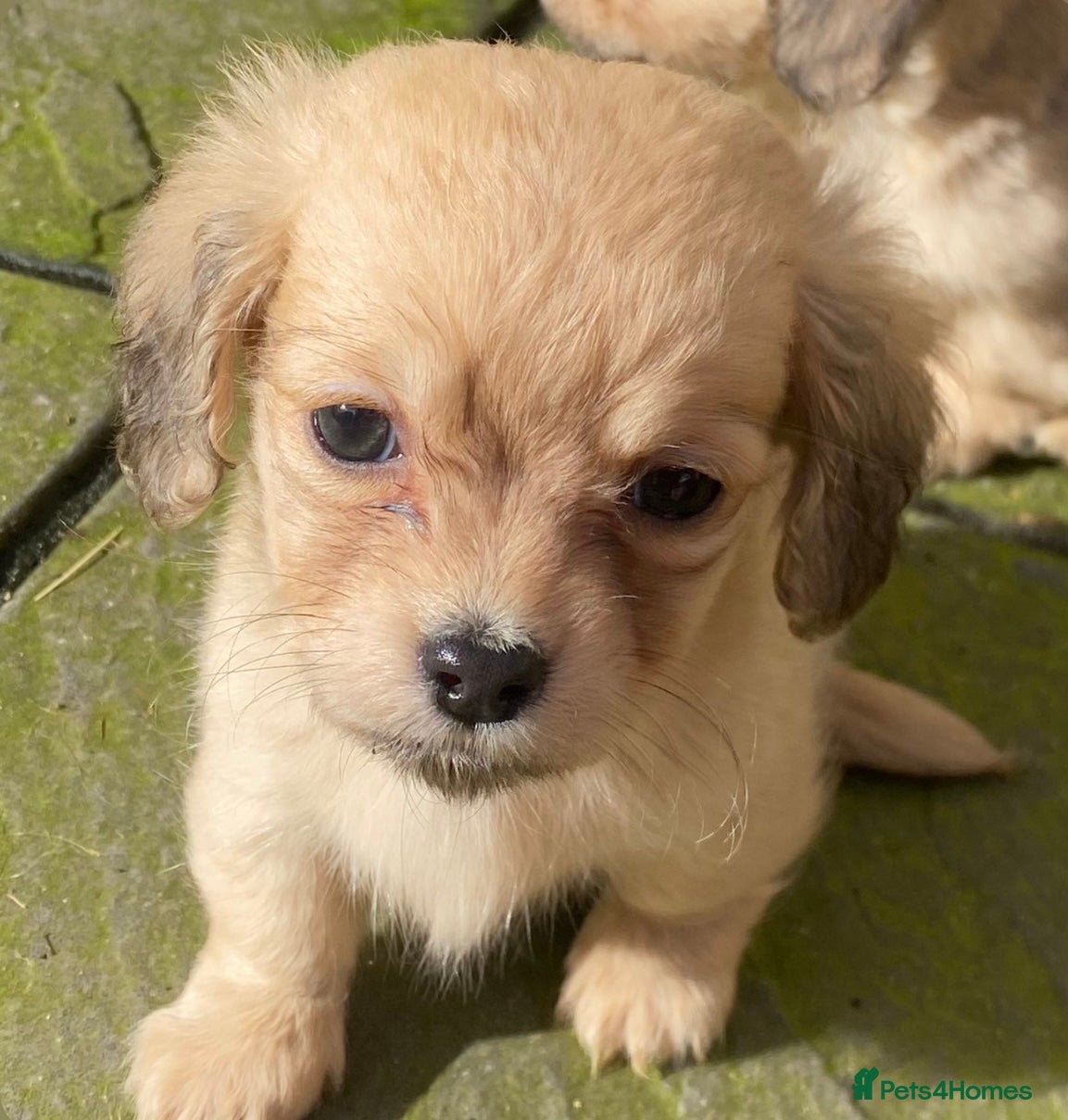 Chiweenie dogs Teeny chiweenies  - Advert 1