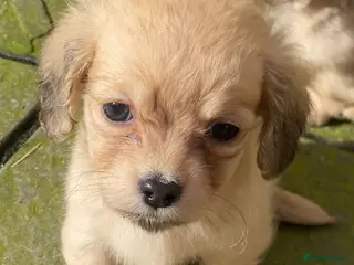 Chiweenie dogs Teeny chiweenies - Advert 1