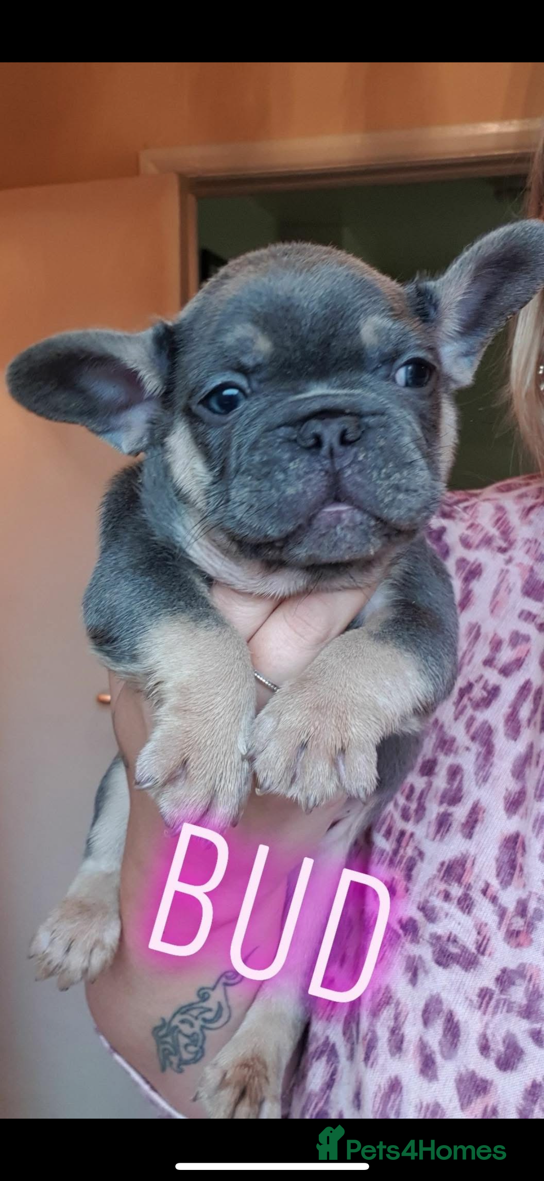 French Bulldog dogs for stud: Meet buddy a lilac frenchie looking for a bitch  - Image 9