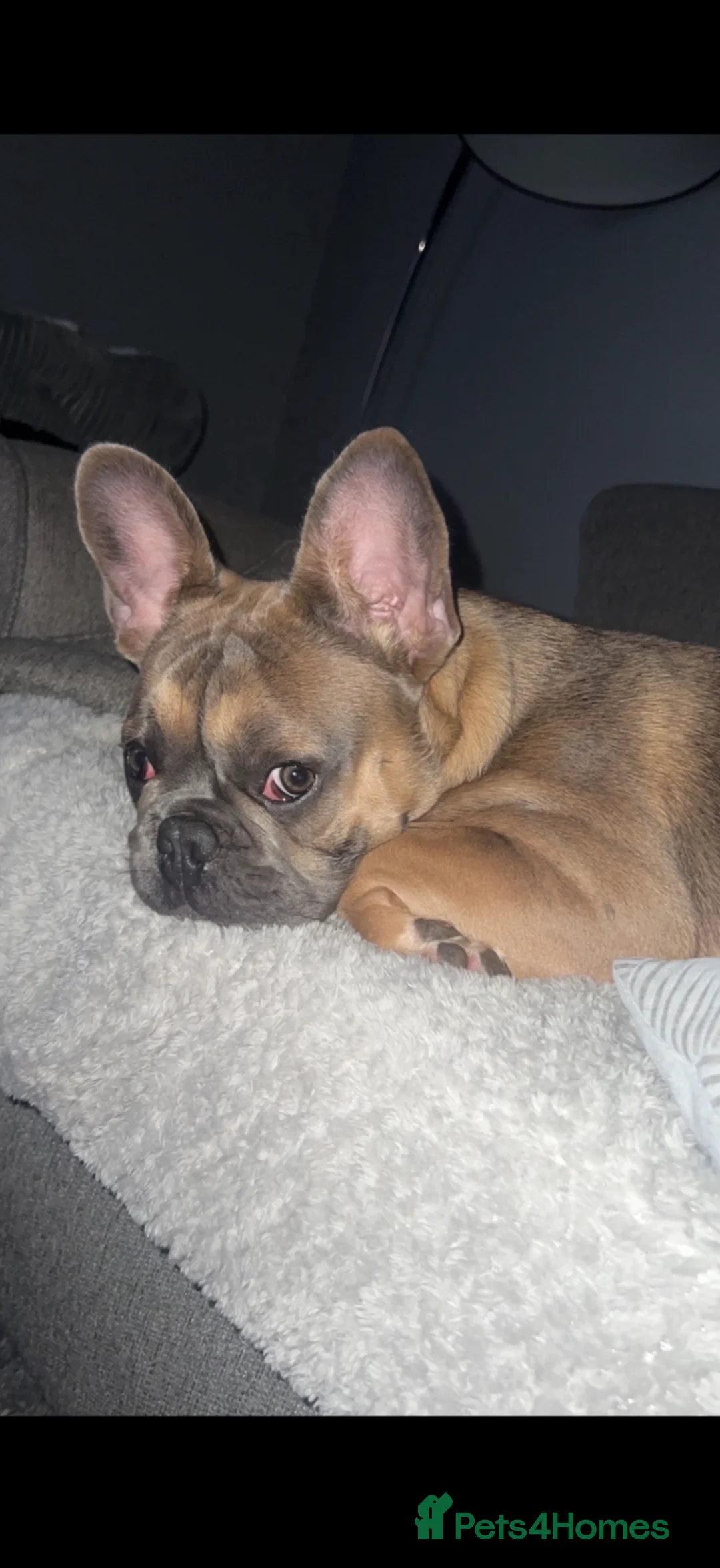 French Bulldog dogs for stud: French Bulldog Stud Dog Available - Advert 5