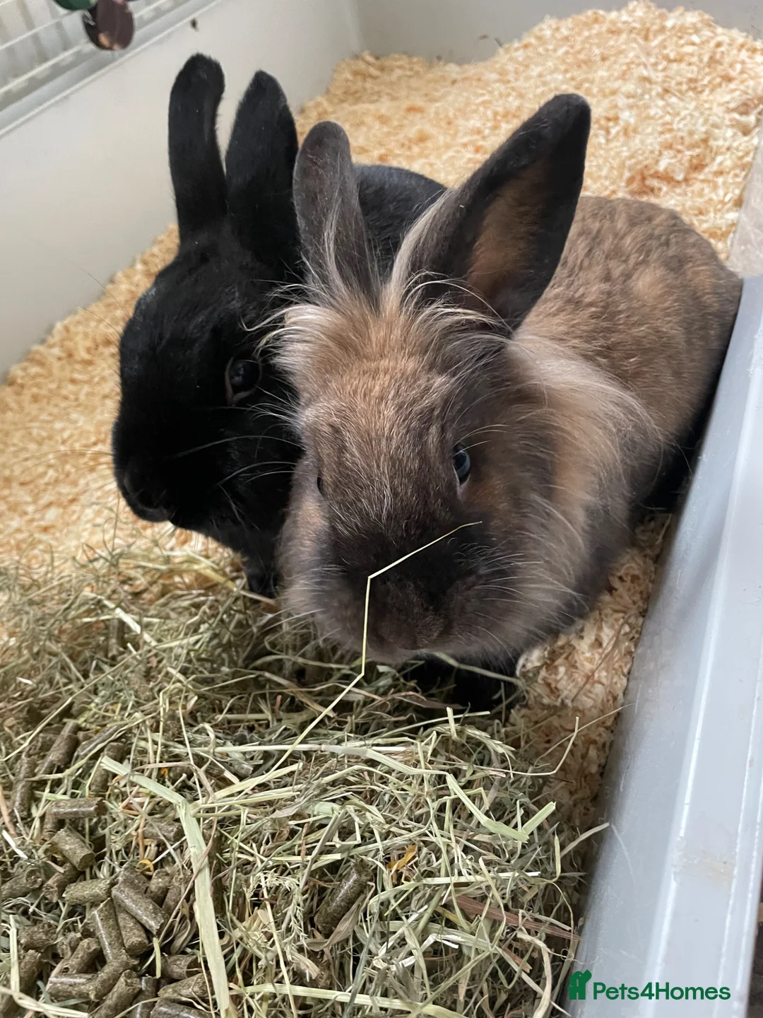 Mixed Breed rabbits for sale: Bonded rabbit pair - Advert 6