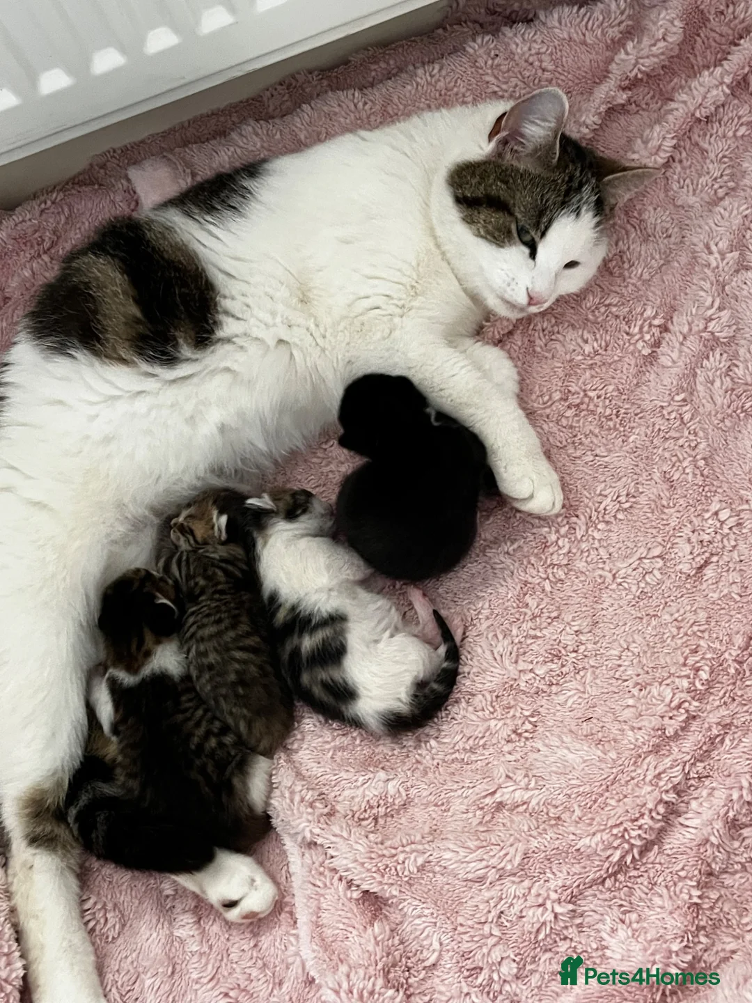 Mixed Breed cats for sale: 4 beautiful fluffy kittens, available now! - Advert 2