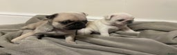 Pug dogs for sale: Beautiful pugs  - Advert 7