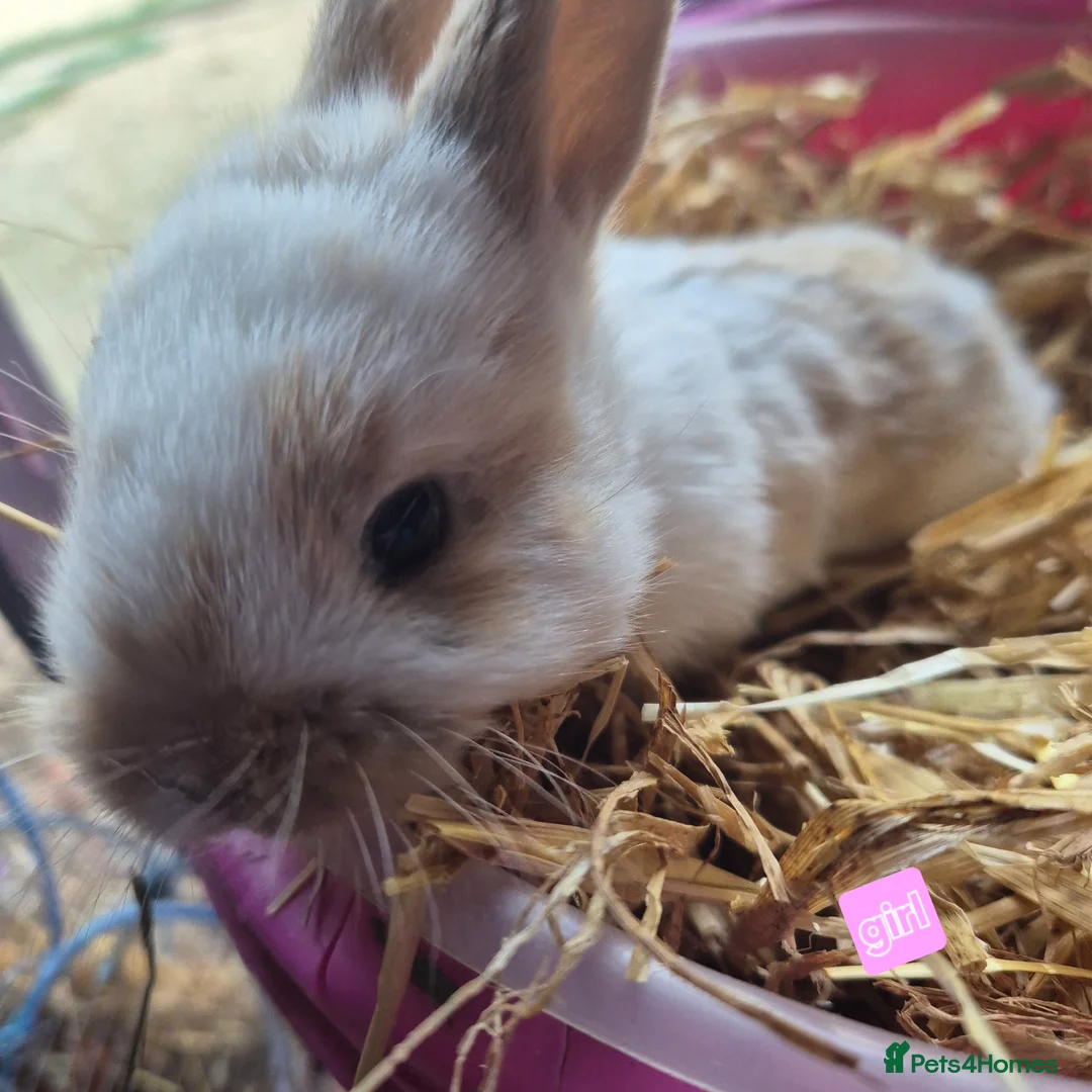 Mini Lop rabbits for sale: Gorgeous mini lop x Rhinelander kits ready April - Advert 17