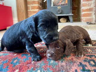 Cocker Spaniel dogs KC registered Cocker Spaniel pups. Only one left! - Advert 16