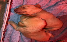 Labrador Retriever dogs for sale: Labrador Retriever Pups - Image 2