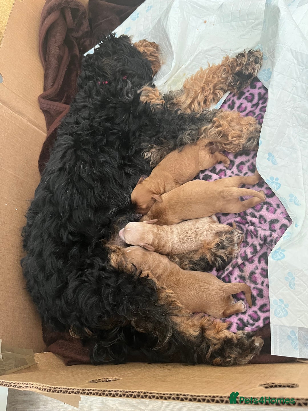 Cavapoo dogs for sale: Cavapoo  - Image 7