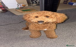 Cavapoo dogs for stud: Cavapoo stud dog  - Image 3