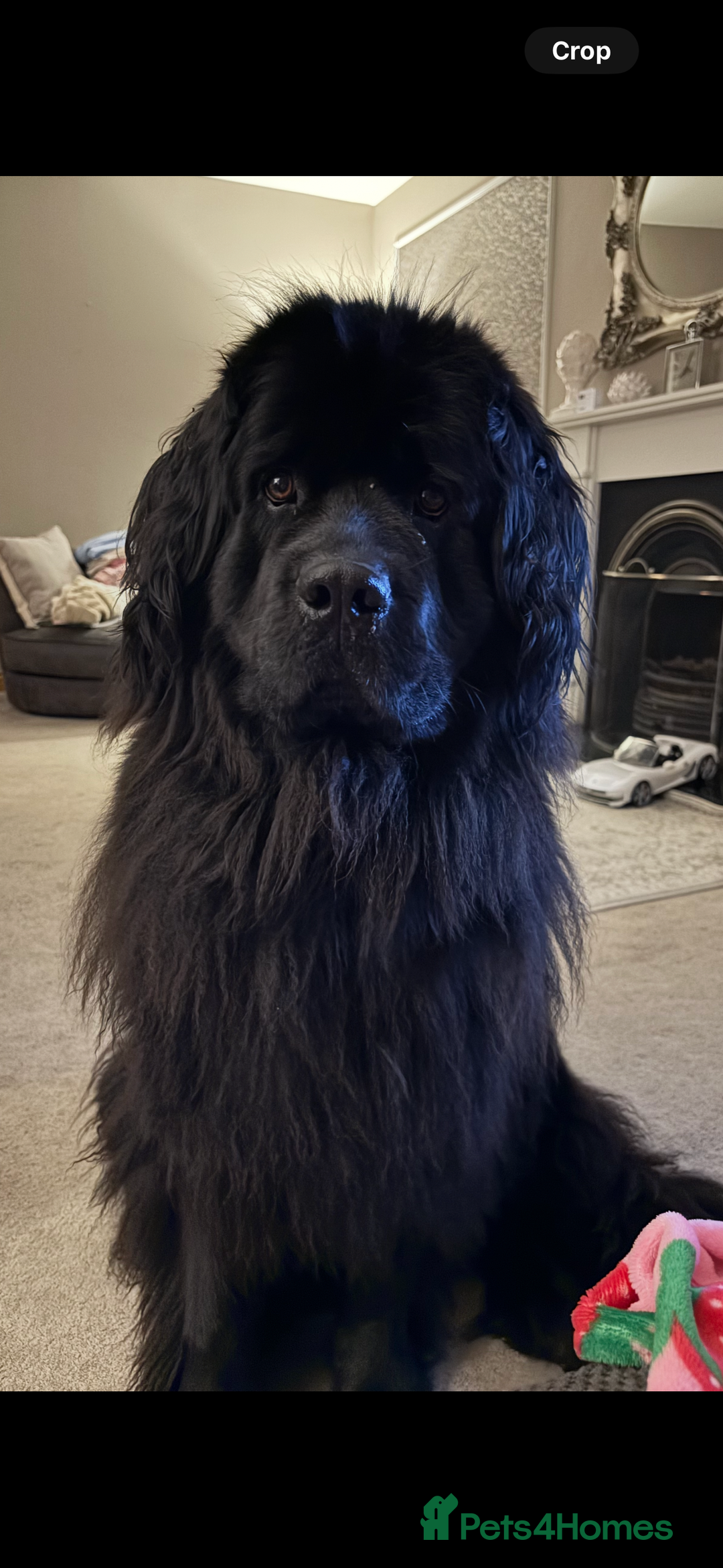 Newfoundland dogs for sale: Chunky Newfoundland pup - Advert 2