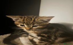 Domestic Shorthair cats for sale: Two gorgeous male kittens £100 each both £150 - Advert 3