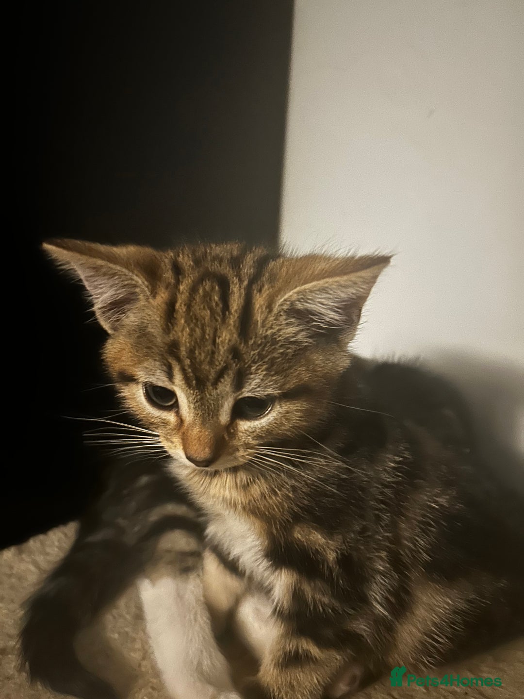 Domestic Shorthair cats for sale: Two gorgeous male kittens £100 each both £150 - Advert 3