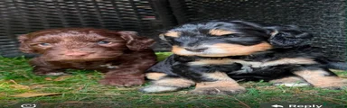 Cockapoo 6