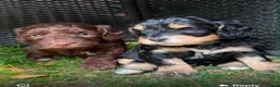 Cockapoo dogs for sale: 6 Beautiful Cockerpoos Puppies  - Advert 25