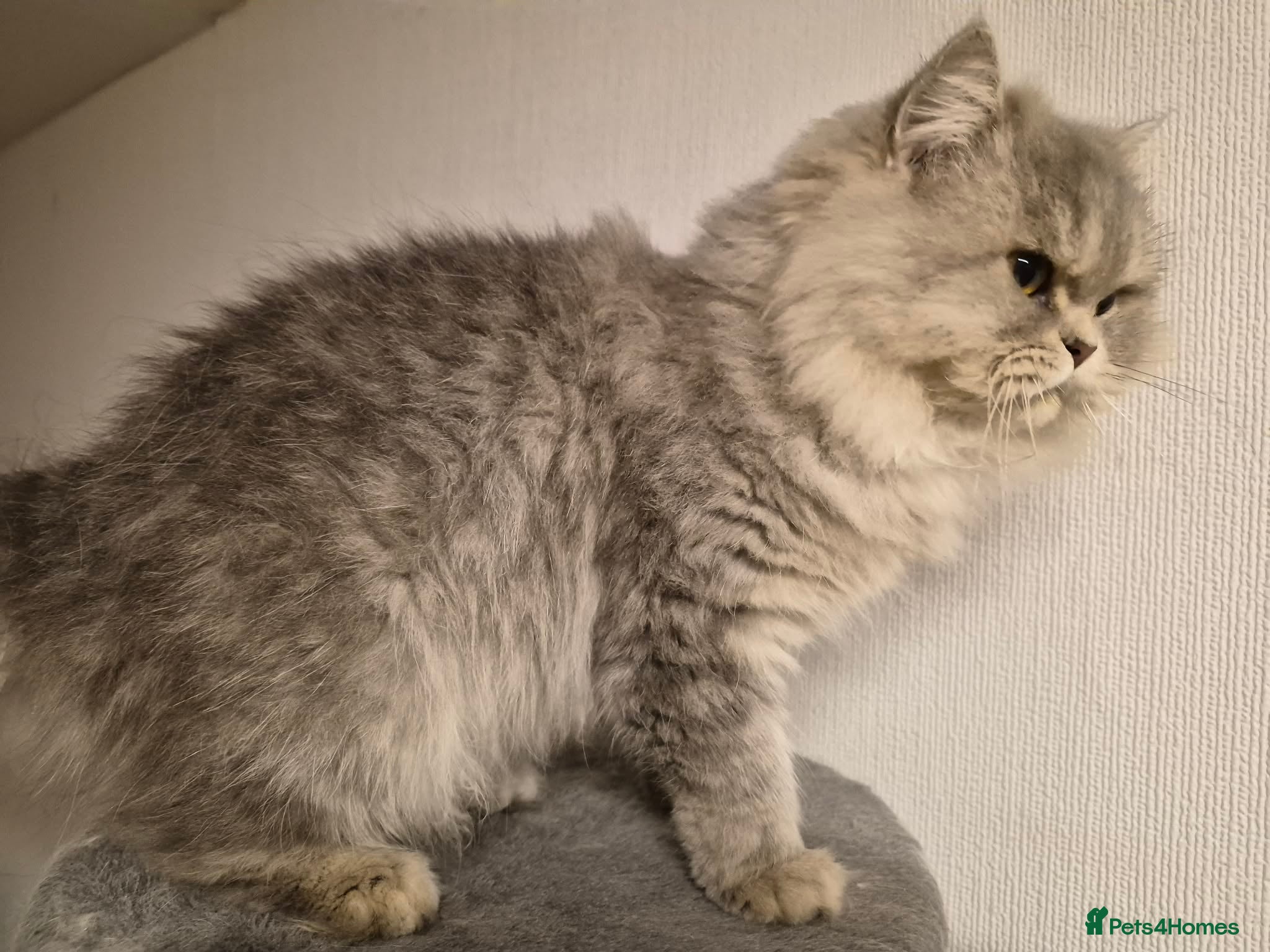 Persian cats Beautiful female Persian with papers  - Advert 2