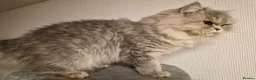 Persian cats for sale: Beautiful registered Persian   - Advert 1