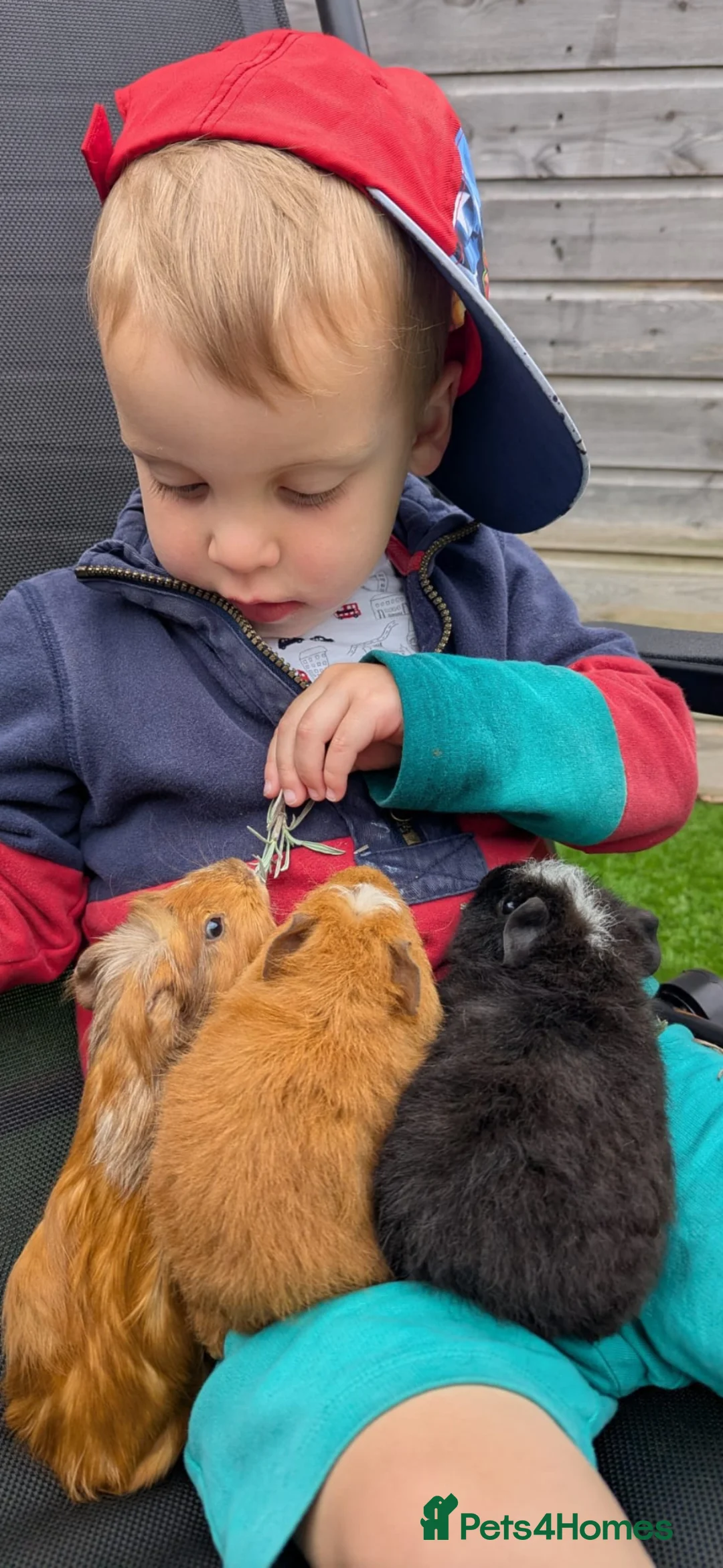 Guinea Pig rodents for sale: 3 bonded female Guinea pigs  in Havant - Advert 2