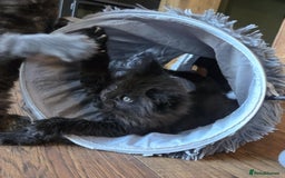 Maine Coon cats for sale: GCCF Maine Coon kittens  - Advert 24