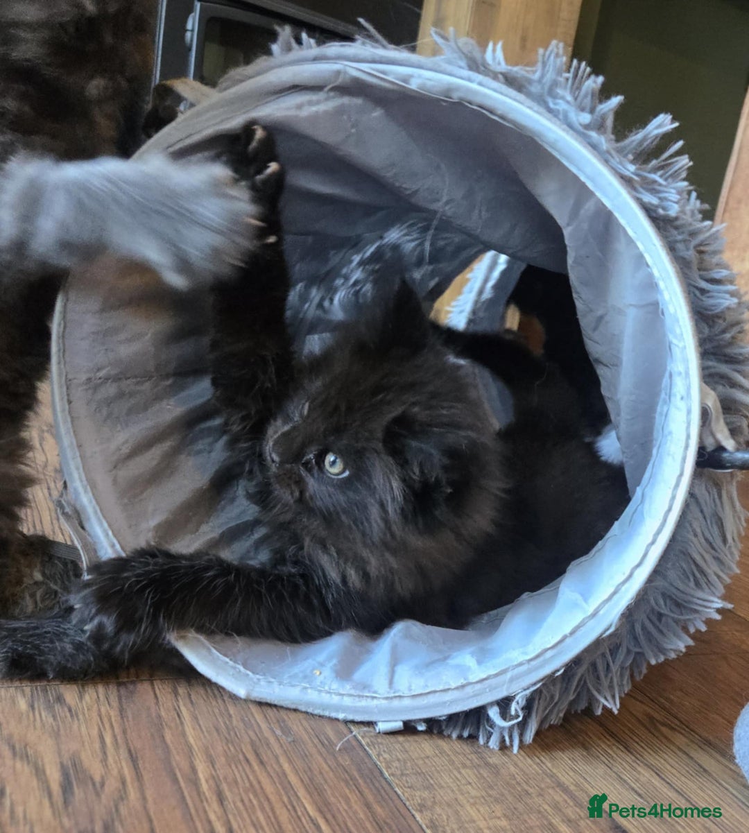 Maine Coon cats for sale: GCCF Maine Coon kittens  - Advert 24