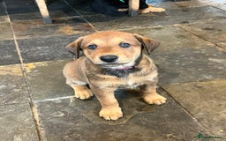 Mixed Breed dogs for sale: Belgian Malinois X Dobermann in Cheltenham - Image 26