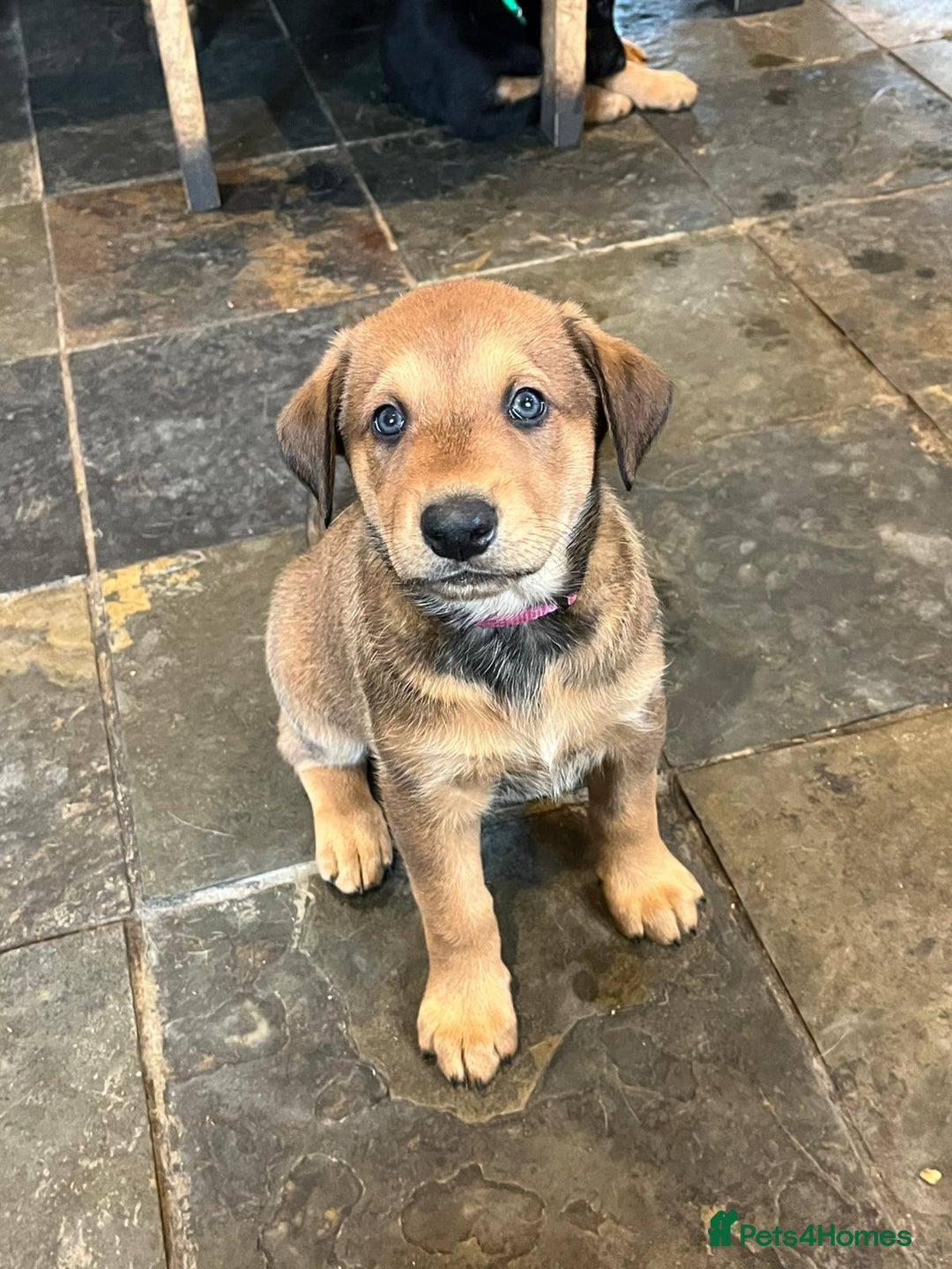 Mixed Breed dogs for sale: Belgian Malinois X Dobermann in Cheltenham - Image 26