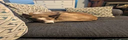 Mixed Breed dogs for sale: Duke 2 year old Welsh collie in Wigan - Advert 5