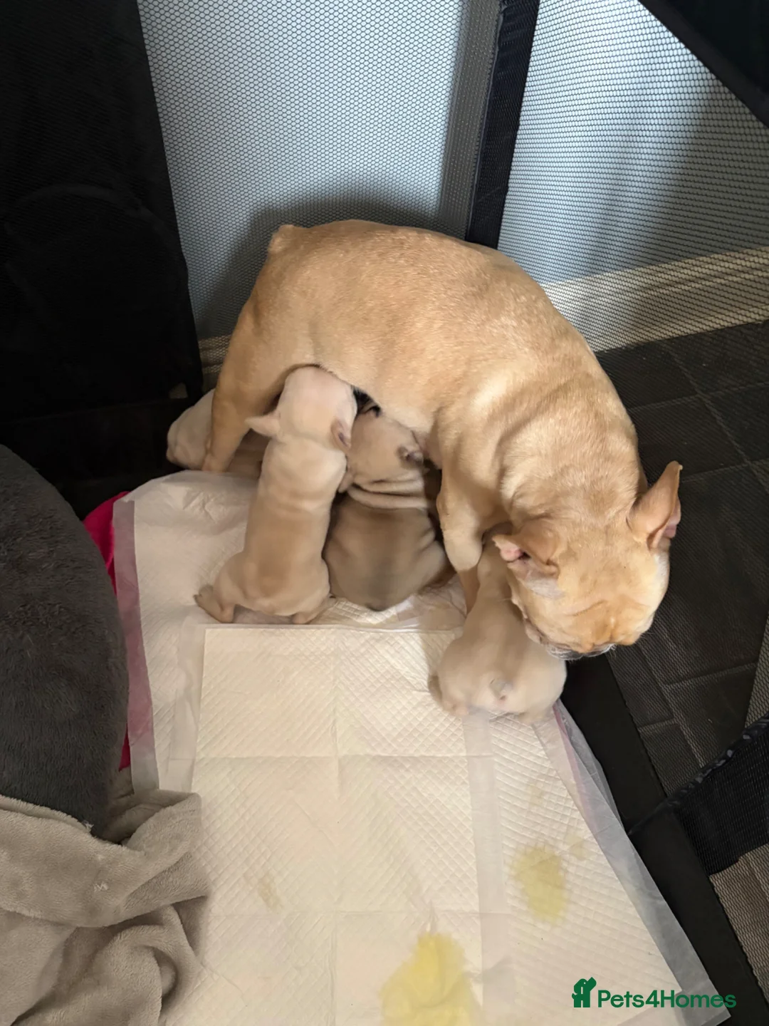 French Bulldog dogs for sale: French bulldog puppies - Advert 12