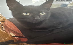 Mixed Breed cats for sale: Kitten - Image 4