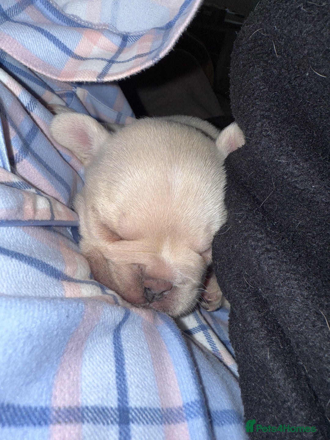 French Bulldog dogs for sale: Puppy frenchies for sale!! - Advert 11