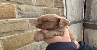 Cocker Spaniel dogs - Advert 14
