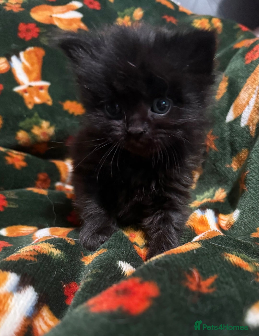 British Longhair cats for sale: British Longhair x kittens for sale - Advert 4