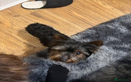 Yorkshire Terrier dogs for sale: 4.5 year old boy - Image 2