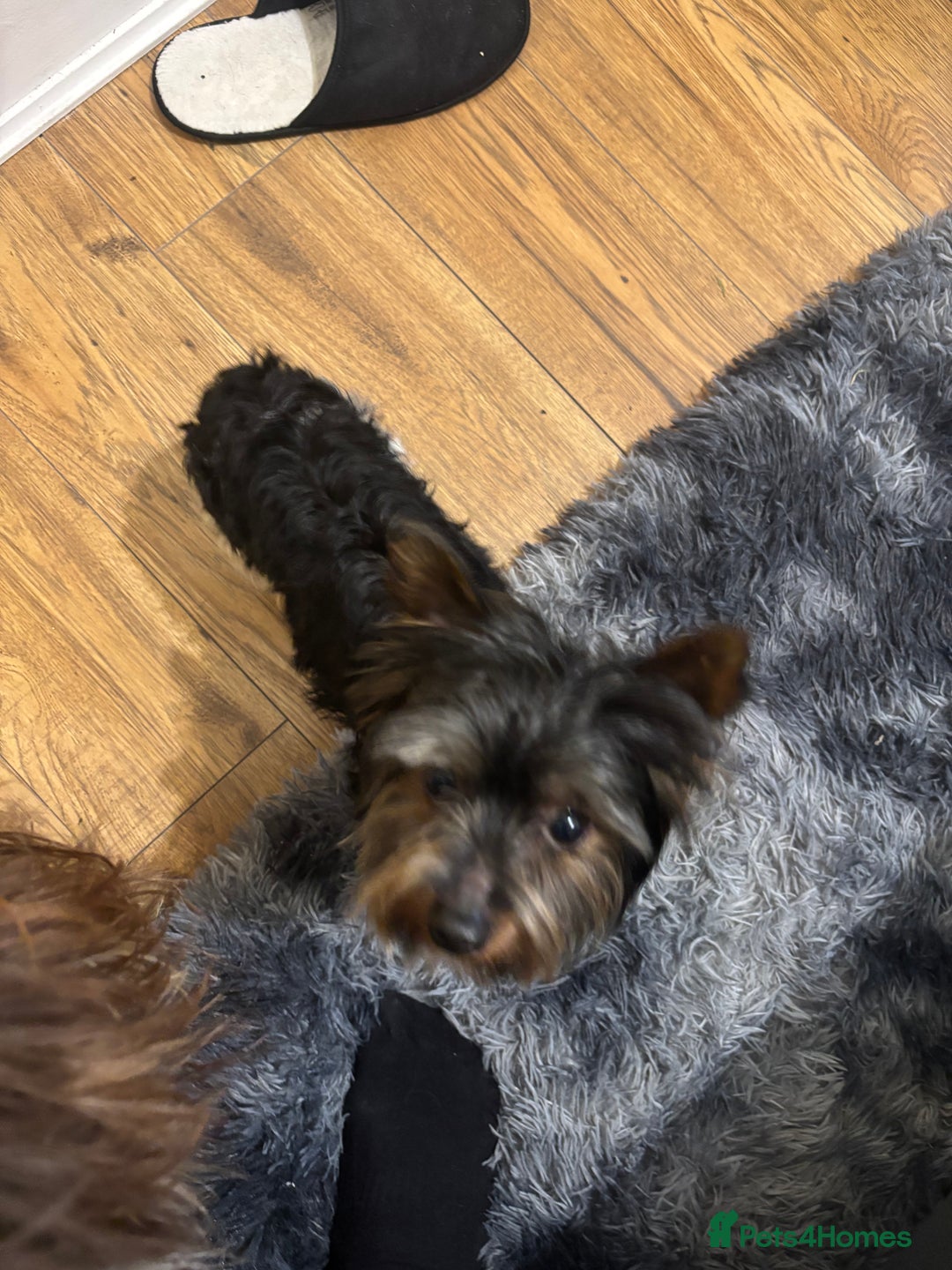 Yorkshire Terrier dogs for sale: 4.5 year old boy - Image 2