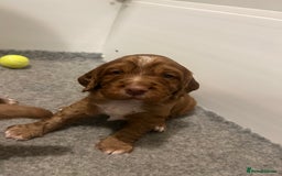 Cocker Spaniel dogs for sale: Top Quality Working Cocker Spaniels - Image 11