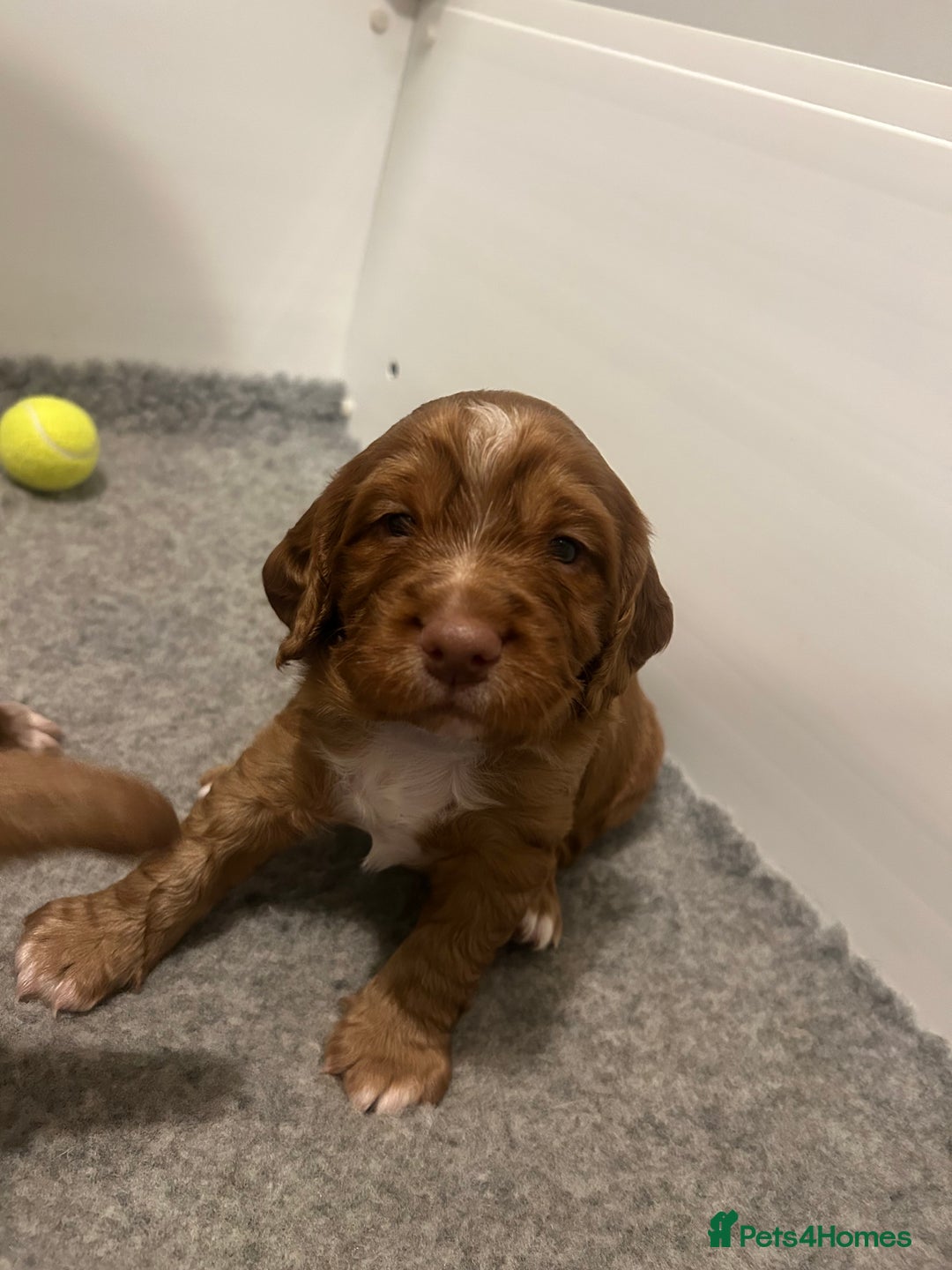 Cocker Spaniel dogs for sale: Top Quality Working Cocker Spaniels - Image 11