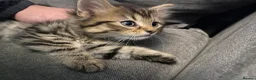 Mixed Breed cats for sale: 2 loving cuddly kittens looking for a forever home - Advert 4