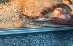 Corn Snake reptiles for sale: Breeding pair of corn snakes  - Image 1