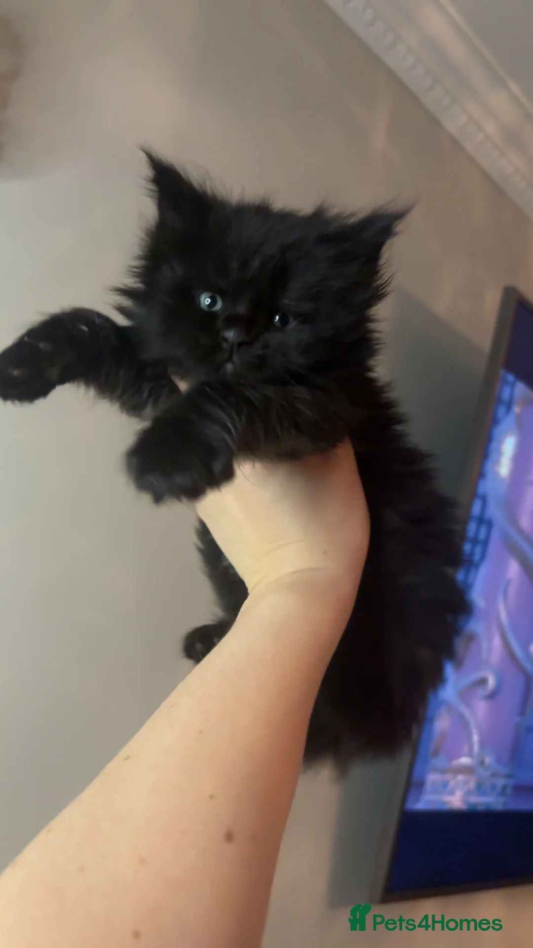 Maine Coon cats for sale: TICA Registered Maine Coon Kittens - Advert 3