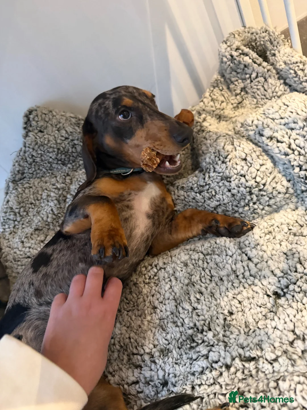 Miniature Dachshund dogs for sale: miniature dachshund 20months old - Advert 4