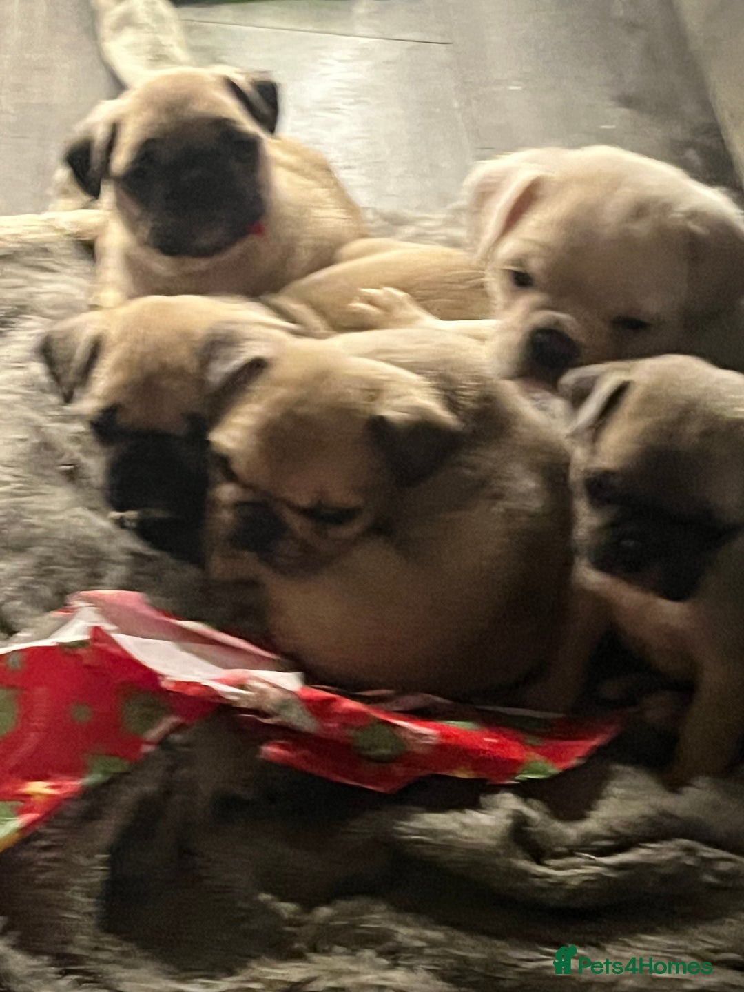 Frug dogs for sale: Pug puppies  - Advert 4
